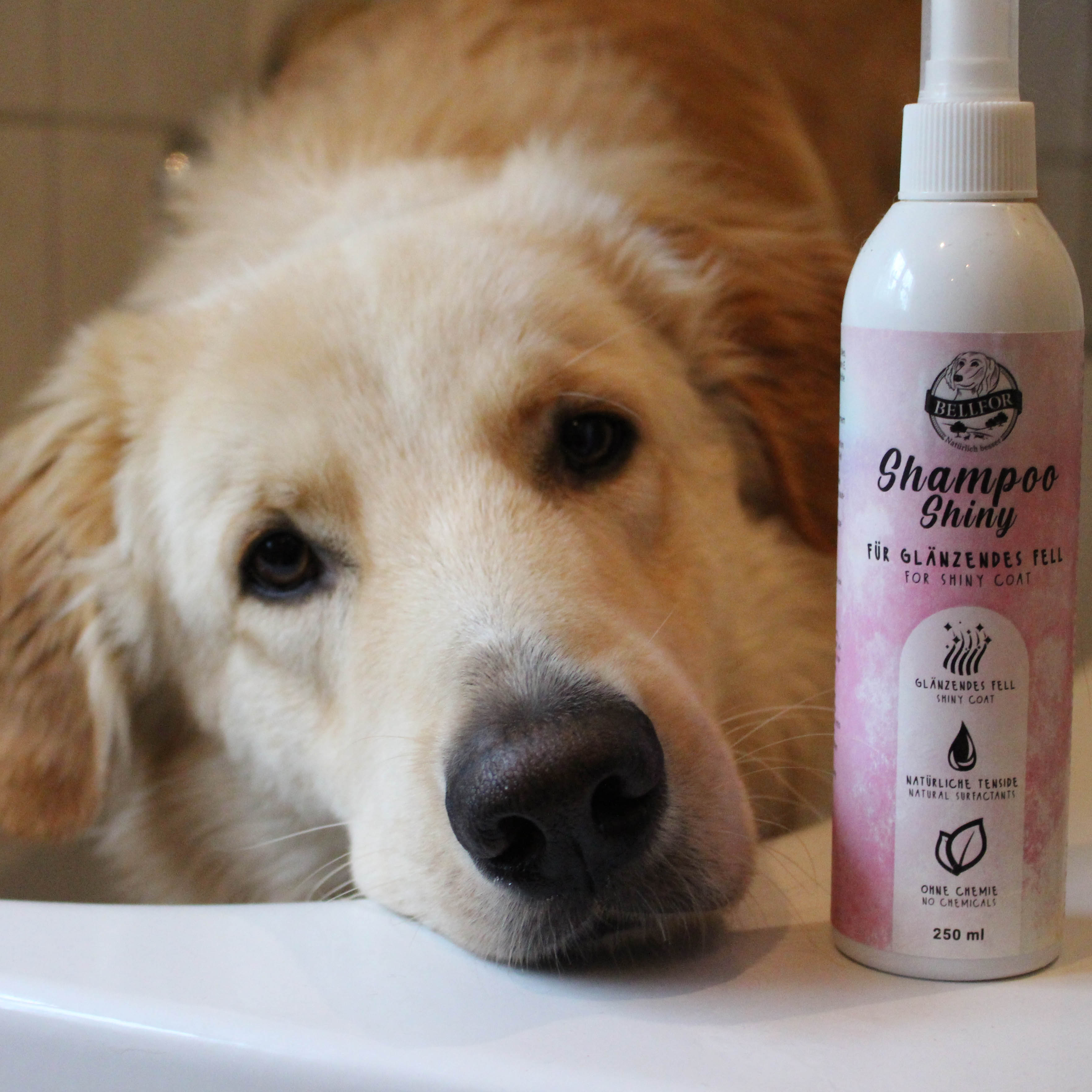 Shampoo per cani Shiny